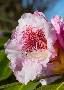 公园美丽风景优杜鹃花杂交种贝拉米杜鹃花杂交种在阳光下关闭花头图片