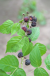 黑色的树莓挂在灌木上成熟的悬钩子挂在树枝上成熟的覆盆子特写收获的悬钩子黑树莓挂在灌木上桩季节图片