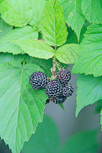收成农业黑树莓挂在灌木上成熟的悬钩子挂在树枝上成熟的覆盆子特写收获的悬钩子黑树莓挂在灌木上传单图片