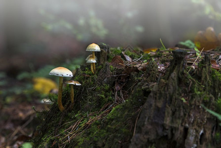 小美丽的蘑菇很可能是蜂蜜真菌Armillariamellea在树桩上生长紧闭的树桩上森林中的树木背景枯燥的迷雾是小蘑菇背景组草薄图片