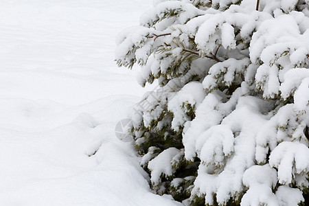 在下面季节新年的雪下树枝美丽的雪覆盖着树作为圣诞节的象征作为圣诞的象征树木图片