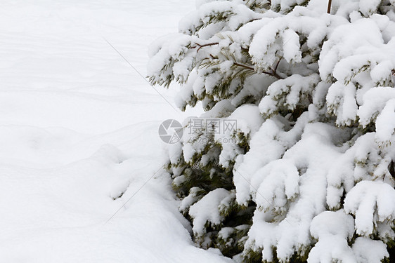 在下面季节新年的雪下树枝美丽的雪覆盖着树作为圣诞节的象征作为圣诞的象征树木图片