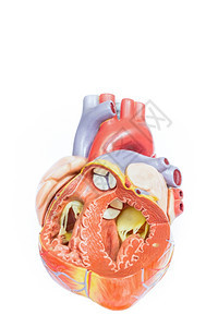 健康白背景上孤立的开放人造类心脏模型前视图之内人造的图片