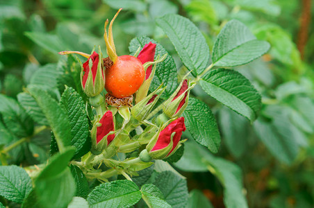 季节玫瑰果树枝上的花野的生和成熟的胡萝卜红玫瑰野和成熟的桃子植物图片