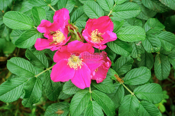 树枝上的玫瑰花野的生和成熟的胡萝卜红玫瑰野和成熟的桃子玫瑰果有机的花园图片