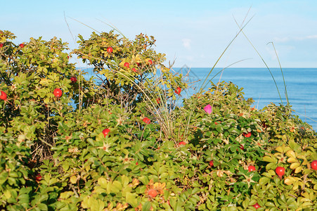 树枝上的玫瑰花野的生和成熟的胡萝卜红玫瑰野和成熟的桃子维他命植物分支图片
