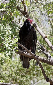 户外红头和嘴张开一只火鸡秃鹰从树枝上的游荡处传来声音亚利桑那的凤凰动物园PhoenphineZoo位于美国西南地区的太阳谷黑色分图片
