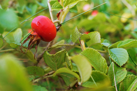 美丽俄罗斯绿色树枝上的玫瑰花野的生和成熟的胡萝卜红玫瑰野和成熟的桃子图片