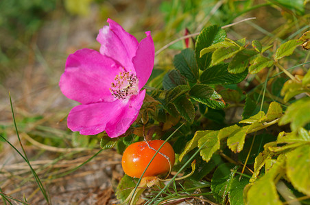 吃一种分支树枝上的玫瑰花野的生和成熟的胡萝卜红玫瑰野和成熟的桃子图片