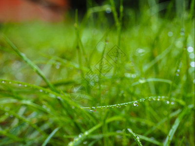阳光钥匙户外清晨在附近从雨中撒上水滴的草地图片