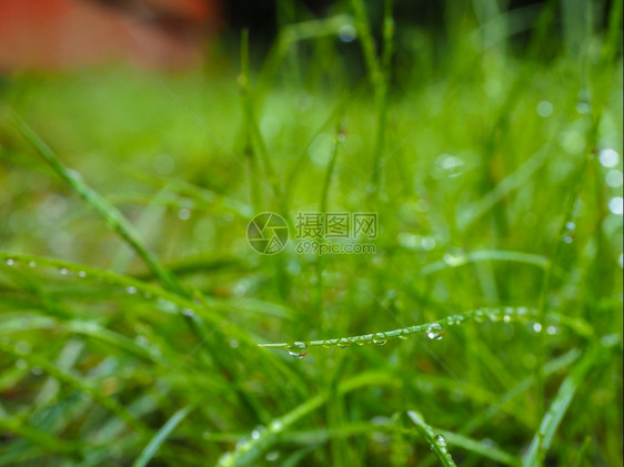 阳光钥匙户外清晨在附近从雨中撒上水滴的草地图片