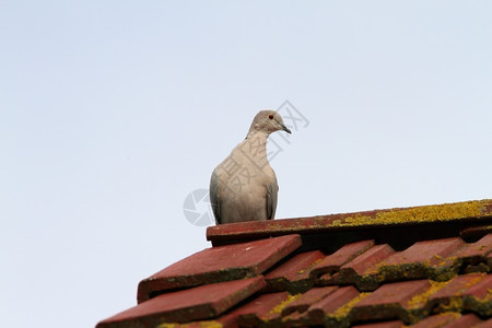 有领美丽的欧拉西亚领颈鸽子站在屋顶上眼睛图片