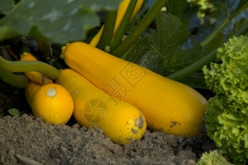 花园里有几座黄色的椰菜园有机营养食物图片