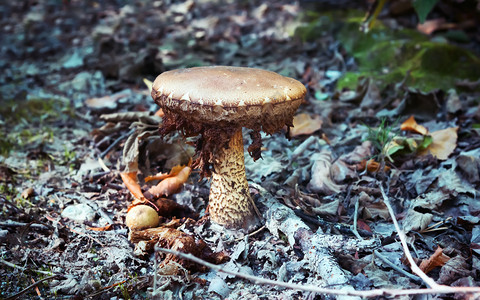 菌红蘑菇和小棕在林地上紧贴生长在阳光干叶中晒成有选择的焦点模糊葡萄棕色未开垦图片