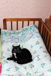 黑猫躺在儿童床上39s粉色的胡子美丽图片