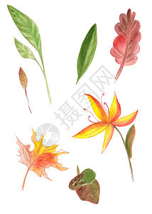 以花朵和不同颜色的叶子形式亲手绘制彩色花卉元素图画夏天装饰风格季节图片
