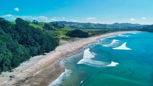 蓝色的树新热水海滩在阳光明媚的天气晴朗美丽的新西兰图片