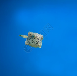 海葵鱼活的玉石水图片