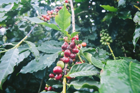 生的咖啡树农场上含成熟果子的咖啡树热带叶子图片