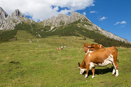 自然乡村的奥地利苏德里安高地的牛群公图片