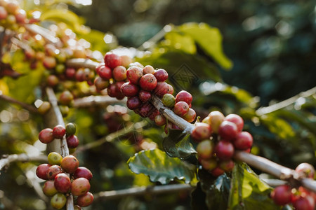 咖啡树田里有成熟的浆果重点厄瓜多尔喝图片
