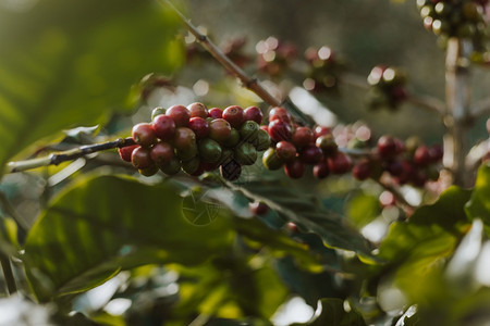 行业热带亚洲咖啡树田里有成熟的浆果图片
