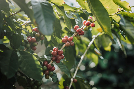 自然种植园泰国咖啡树田里有成熟的浆果图片