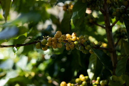咖啡因树田里有成熟的浆果户外可选择的图片