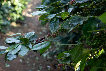 重点咖啡因热的树田里有成熟的浆果图片