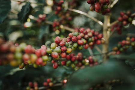 兴奋剂亚洲生态咖啡树田里有成熟的浆果图片