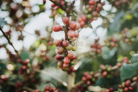 咖啡树田里有成熟的浆果生培育自然图片