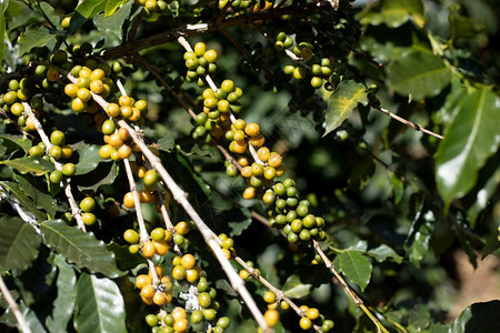 兴奋剂厄瓜多尔农业咖啡树田里有成熟的浆果图片