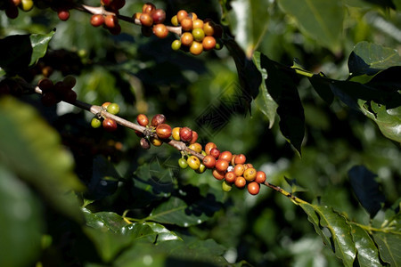 泰国生态厄瓜多尔咖啡树田里有成熟的浆果图片