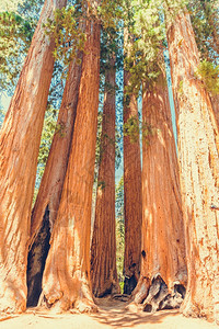 树干美国加利福尼亚州塞夸公园民绿色图片