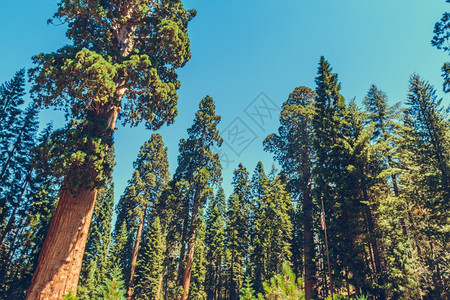 美国加利福尼亚州塞夸公园树林远足谢尔曼图片
