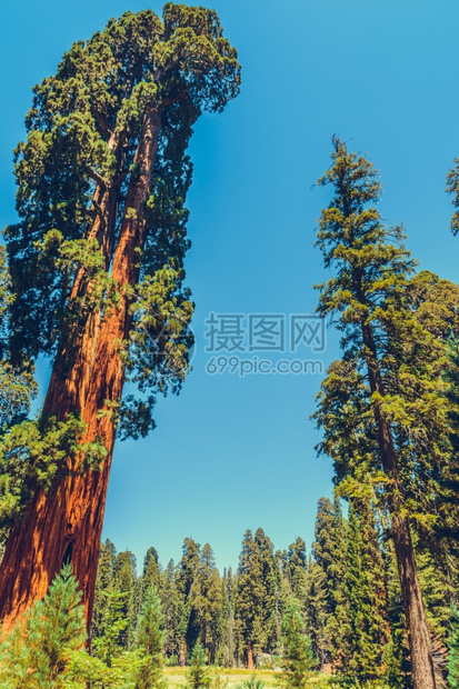 美国加利福尼亚州塞夸公园松树摩洛的图片