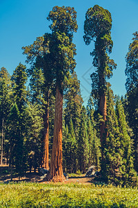 踪迹吠美国加利福尼亚州塞夸公园摩洛图片