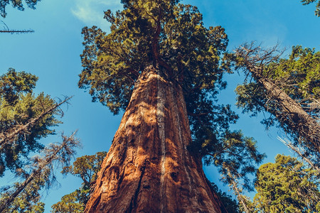 阳光美国加利福尼亚州塞夸公园松树老的图片