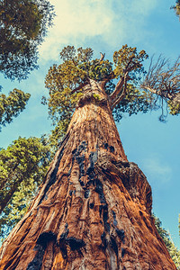 阳光景观树美国加利福尼亚州塞夸公园图片