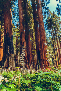 树木红塞拉美国加利福尼亚州塞夸公园图片