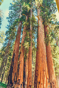 美国加利福尼亚州塞夸公园树干林阳光图片
