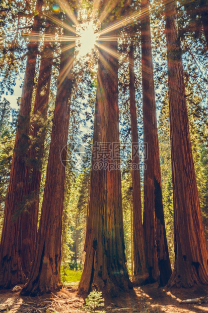 美国加利福尼亚州塞夸公园木头塞拉旅行图片