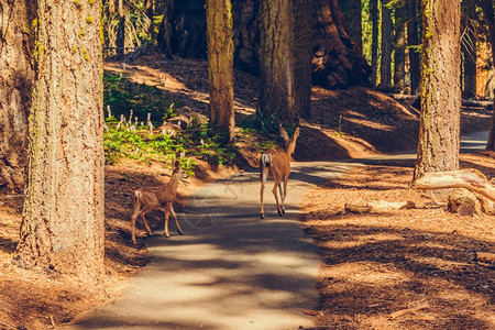 优胜美地国王常绿加利福尼亚州塞夸公园图片