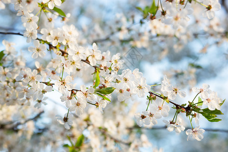 分支新鲜的可选择在花园中有选择焦点美丽樱桃花朵与蓝天相比色空模糊背景位置文本突出焦点美丽的樱桃花与蓝色天空相对图片