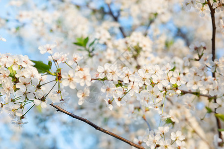 开花在园中有选择焦点美丽樱桃花朵与蓝天相比色空模糊背景位置文本突出焦点美丽的樱桃花与蓝色天空相对树日本人图片