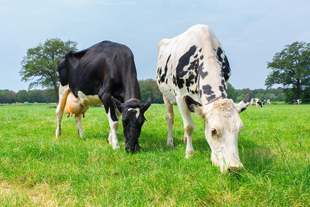 牛奶斑在绿草牧场吃的两头杜丘奶牛景观图片