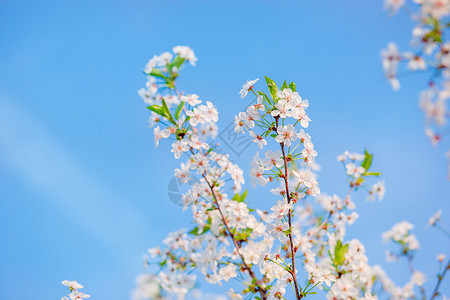植物学春天户外有选择地聚焦美丽的樱花园反对蓝天模糊的背景文本位置有选择地聚焦美丽的樱花园反对蓝天图片