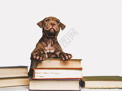 可爱迷人的小狗和复古书籍图片