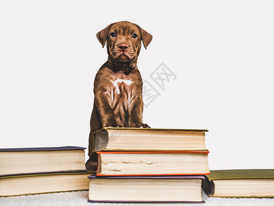 可爱的小狗和复古书籍图片