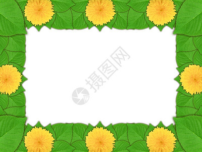 白色背景上有黄花朵和绿叶的纹框架大自然艺术装饰模板供你设计时使用关闭工作室摄影问候卡正面春天图片